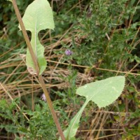 Blue-sow-thistle